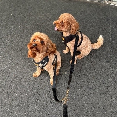 Multi Dog Lead