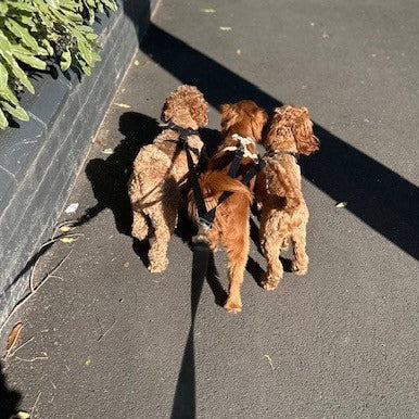 Multi Dog Lead