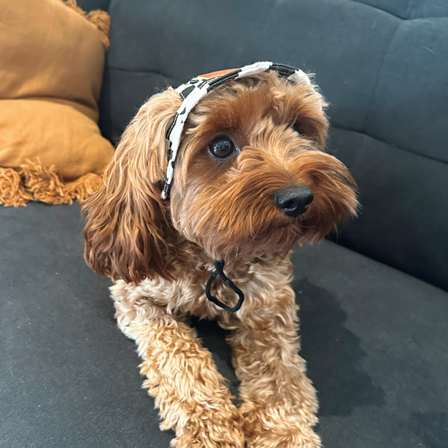 Checked Bucket Dog Hat