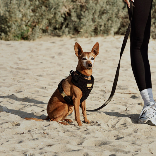 Classic Corduroy Harness