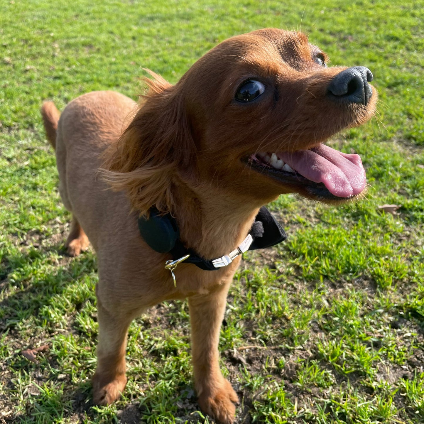 Covi Velvet Collar